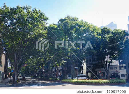 Zelkova trees along Jozenji Street (summer) Aoba Ward, Sendai City, Miyagi Prefecture 120017096