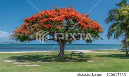 Vibrant Poinciana Tree by the Beach in Coastal Setting, Perfect for NatureThemed Posters, Prints, and Cards Vibrant Poinciana Tree by the Beach in Coastal Setting, Perfect for NatureThemed Posters, Prints, and Cards 120017813