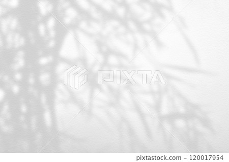 Shadow of Japanese Bamboo Tree and Spotlight on the White Concrete Wall Background. 120017954