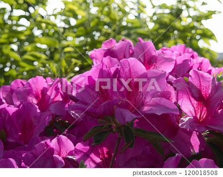 Pink and green 120018508