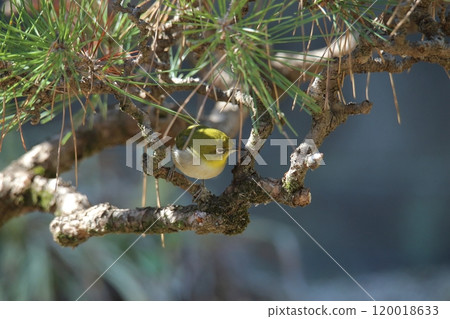 A white-eye bird flew into the garden. A white-eye bird flew into the garden. 120018633