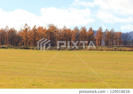 秋天的北海道草甸和秋葉落葉松 120018656