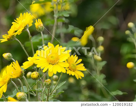 黃色菊花花 黃色菊花花 120019182