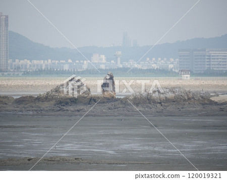 mud flat view 120019321