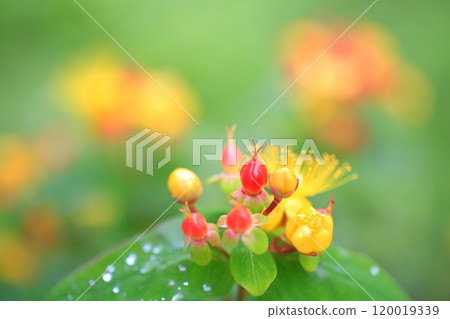 Red fruit of auspicious rain Red fruit of auspicious rain 120019339