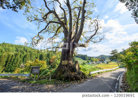 "Yasui Harigiri" Autumn, Kuroishi City, Aomori Prefecture 120019691
