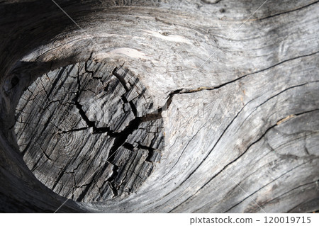 organic lines texture over a wood trunk organic lines texture over a wood trunk 120019715