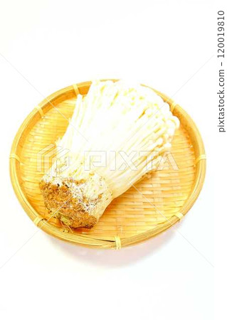 Enokitake mushroom, Enoki mushroom, Nametake mushroom, Namesuki mushroom, Saxifrage mushroom 120019810