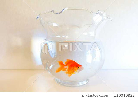 Goldfish Goldfish Fish Summer Japan Japanese Goldfish Goldfish Fish Summer Japan Japanese 120019822