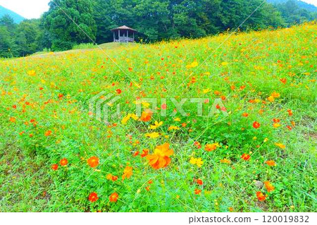 Cosmos in full bloom, Autumn cherry blossoms, Cosmosberg, Omoshiroyama Plateau 120019832