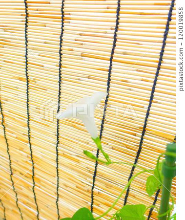 牽牛花牽牛花牽牛花 120019858