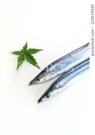 Sanma Sanma Sanma 120019880