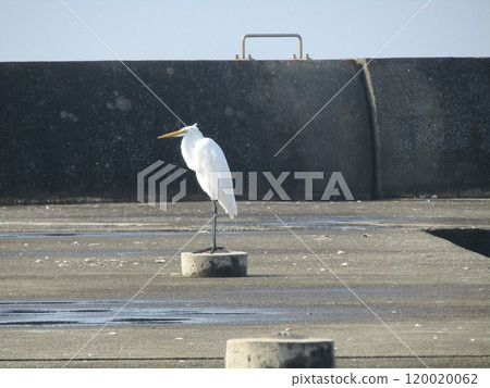 A great egret looks sullen at the Kemigawa River 120020062