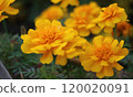 Deep yellow autumn flowers marigold 120020091