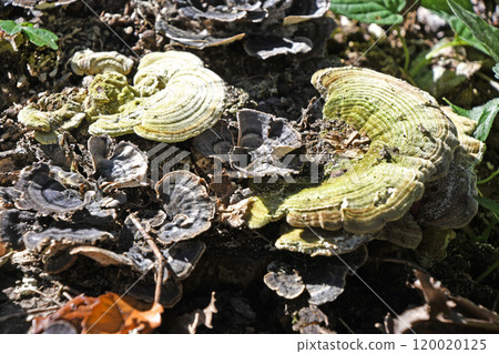 Mushroom (Corbicula versicolor) Mushroom (Corbicula versicolor) 120020125