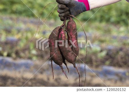 Fresh digested sweet potatoes 120020132