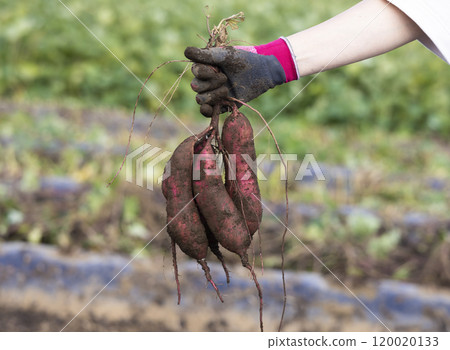 新鮮消化的紅薯 120020133