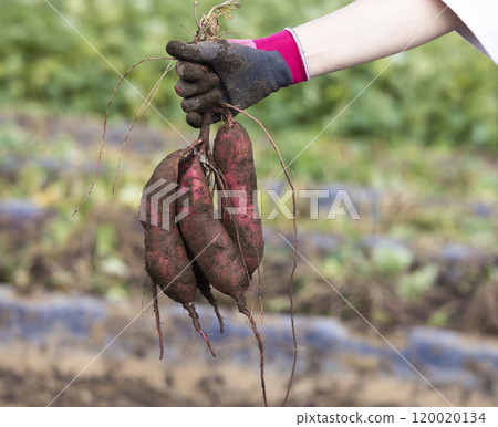 新鮮消化的紅薯 120020134