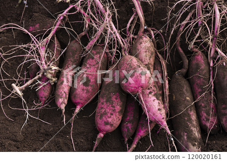 Fresh digested sweet potatoes Fresh digested sweet potatoes 120020161