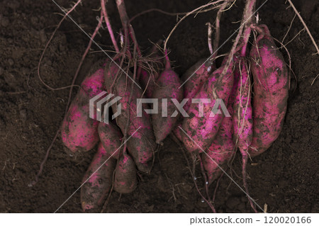 新鮮消化的紅薯 120020166