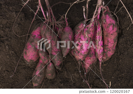 Fresh digested sweet potatoes 120020167