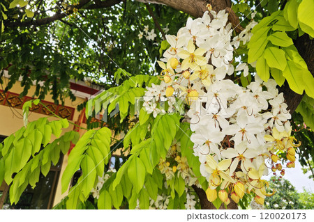 White Cassia Nealiae Flower in the Park. 120020173