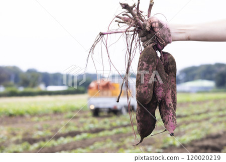 新鮮消化的紅薯 120020219