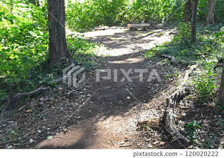 Walking path in the woods Walking path in the woods 120020222