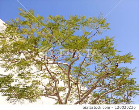 Okinawa Prefectural Museum and Art Museum 34: Phoenix Tree 120020226