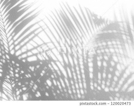Coconut Leaves Shadow on White Painting on Concrete Wall Background. 120020473