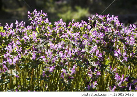 Light purple amplexicaule flowers blooming in a field in March Light purple amplexicaule flowers blooming in a field in March 120020486