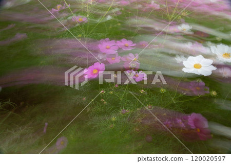 Design expression material of cosmos flowers using slow shutter Design expression material of cosmos flowers using slow shutter 120020597