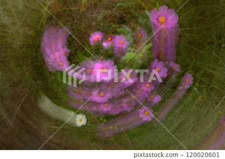 Design expression material of cosmos flowers using slow shutter Design expression material of cosmos flowers using slow shutter 120020601