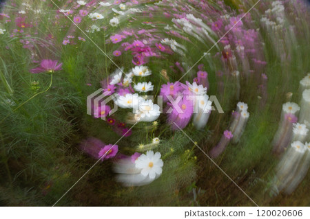 Design expression material of cosmos flowers using slow shutter 120020606