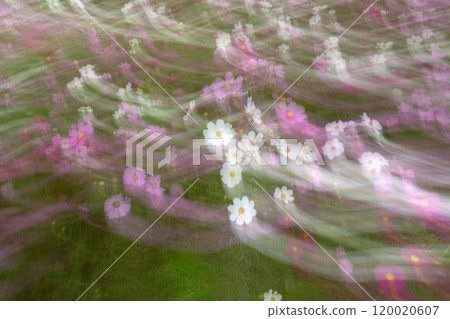 Design expression material of cosmos flowers using slow shutter 120020607