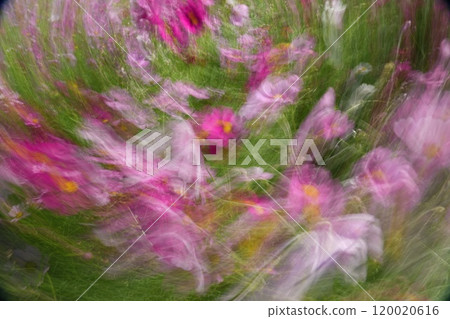 Design expression material of cosmos flowers using slow shutter 120020616