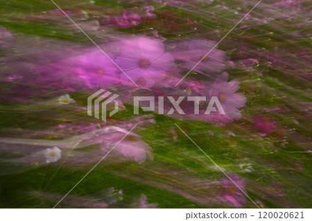 Design expression material of cosmos flowers using slow shutter 120020621