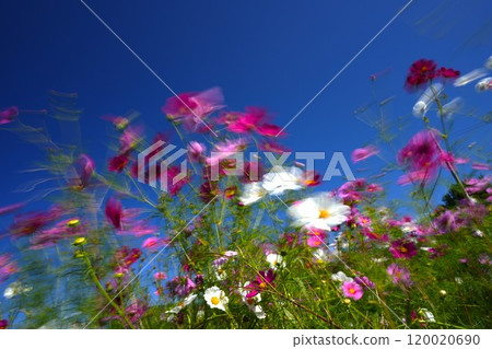 Cosmos photography using a slow shutter speed Cosmos photography using a slow shutter speed 120020690