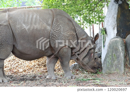 Indian Ring 120020697