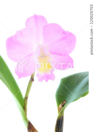 Cattleya pink flower light background Christmas rose Cattleya pink flower light background Christmas rose 120020703