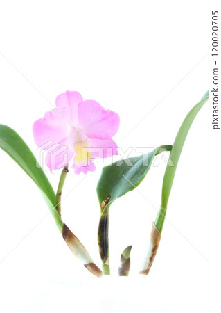 卡特蘭粉紅色花明亮的背景聖誕玫瑰 120020705