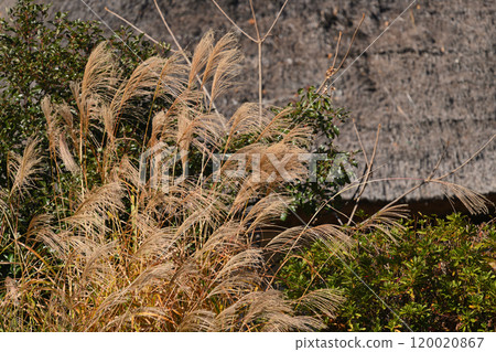 Autumn scenery at Ikuta Ryokuchi 120020867