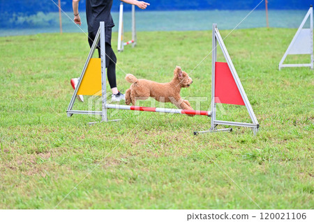 Toy poodle playing with owner at dog run 120021106