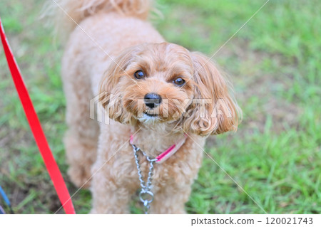 Cute Maltipoo, Toy Poodle/Maltese mix dog 120021743