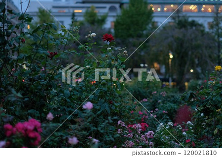Roses blooming at dusk in Yamashita Park, Yokohama 120021810