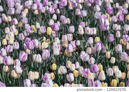 Multicolored tulip flowers Multicolored tulip flowers 120022076