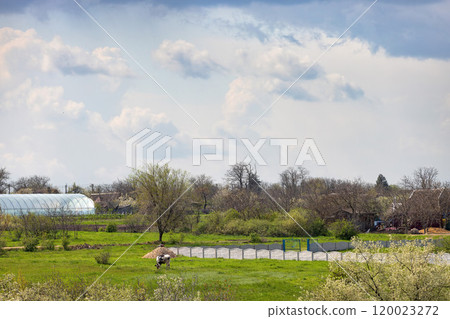 A peaceful rural landscape with clouds over vibrant fields and a farmer tending crops in spring A peaceful rural landscape with clouds over vibrant fields and a farmer tending crops in spring 120023272