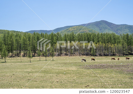 Inner Mongolia 120023547