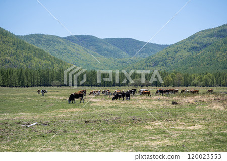 Inner Mongolia Inner Mongolia 120023553