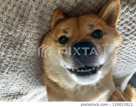 Cute red Shiba inu dog Cute red Shiba inu dog 120023821